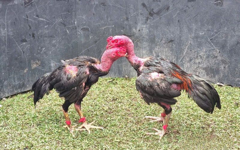 Tránh bị dắt mũi khi đá gà