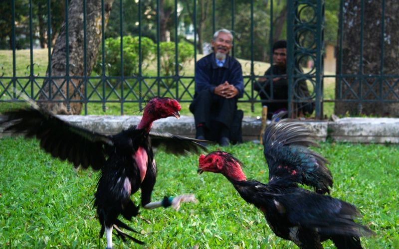 Màu mạng gà đá theo ngày chuẩn xác