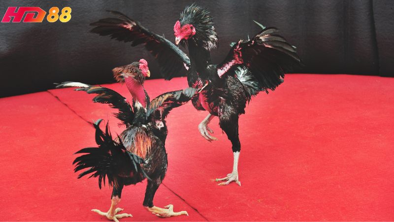 Anh em nên tận dụng bảng thống kê Odds khi chơi đá gà