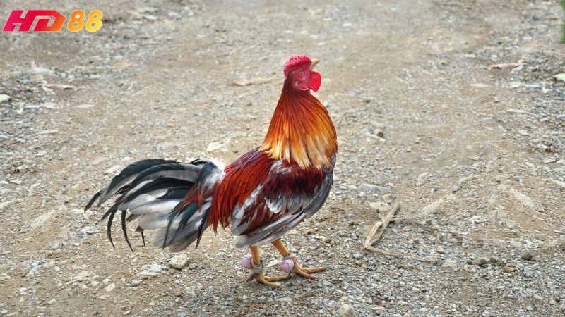 Cách chơi đá gà tại HD88 đơn giản, dễ thao tác