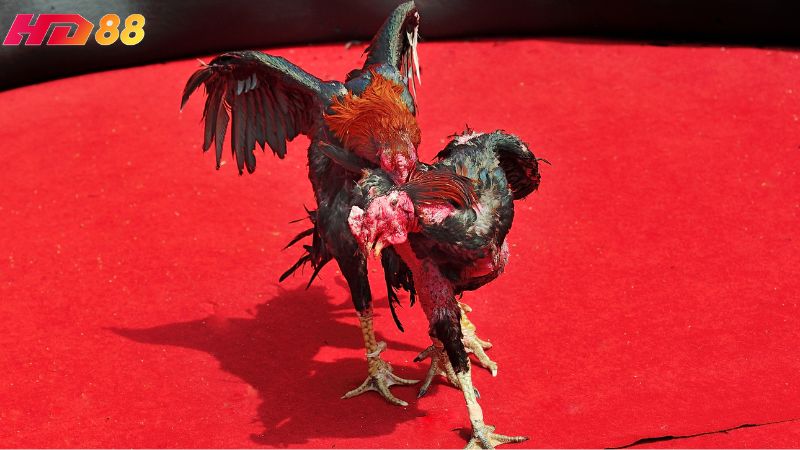 Đá gà HD88 sở hữu nhiều ưu điểm nổi bật