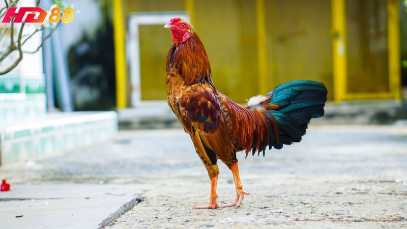 Khoá gen đá gà để tạo ra những giống gà đẹp có khả năng đá hay