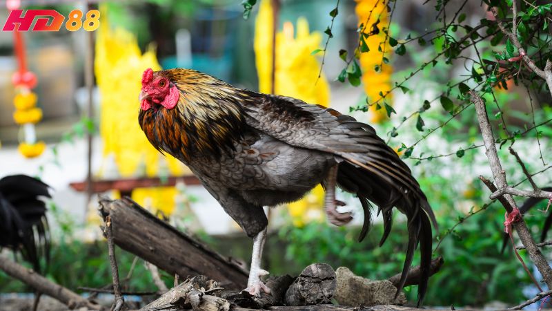 Cần theo dõi thể trạng của gà định kỳ 